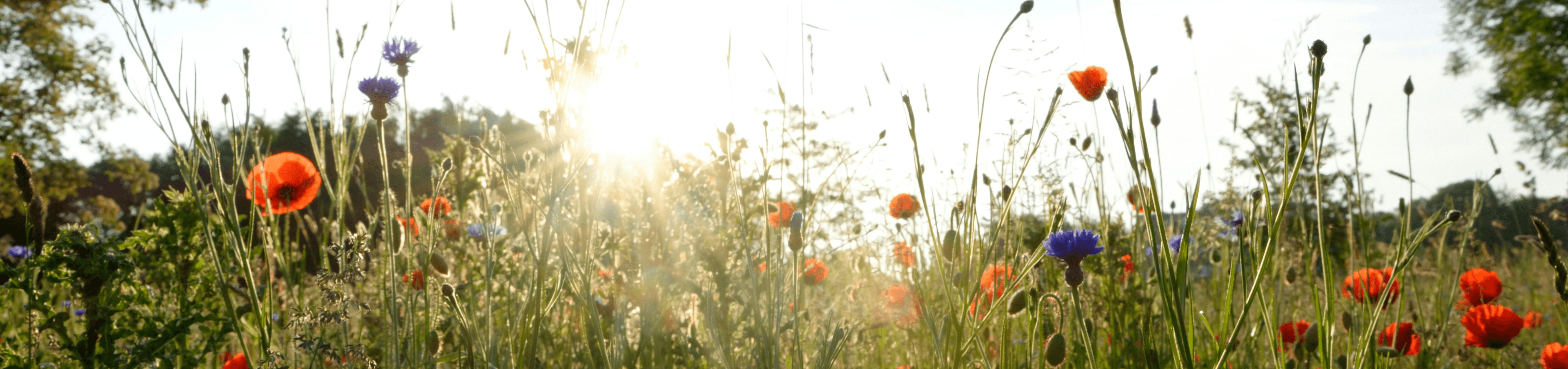 Blumenwiese